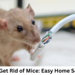 How to Get Rid of Mice: Easy Home Solutions